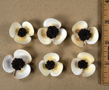 Set of 6 Shell Flowers